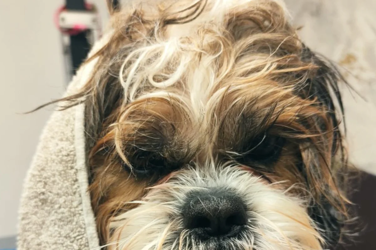 Nasser Hund nach dem Bad im Handtuch