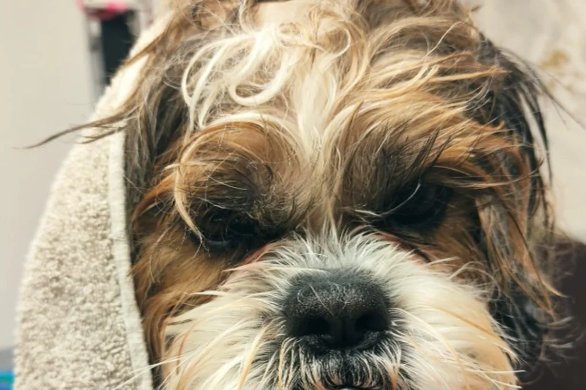 Nasser Hund nach dem Bad im Handtuch
