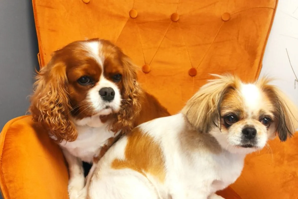 Zwei frisch gepflegte Hunde auf dem Salon-Sessel