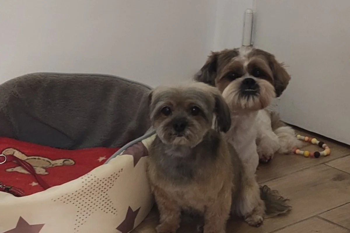 Zwei frisch gepflegte kleine Hunde neben ihrem Körbchen