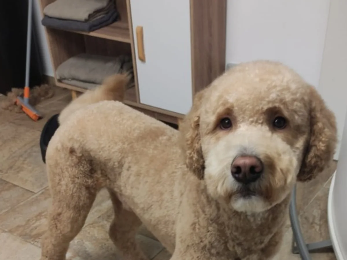 Frisch gepflegter beige-lockiger Hund
